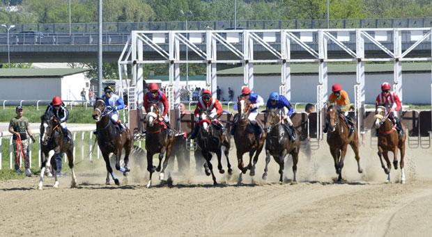 Коњи опет јуре